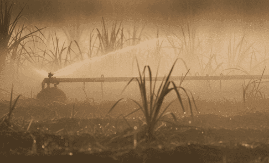 Irrigated sugar cane field