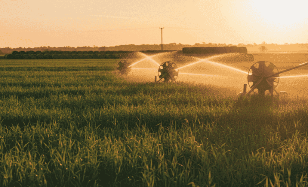 Sugar cane field with irrigation system